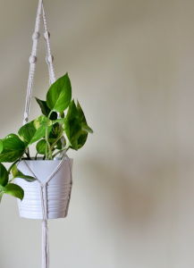 Kwietnik naturalny z koralami