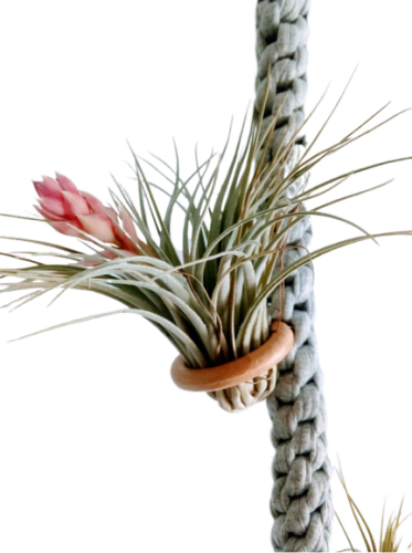 Oplątwa_szara-bez tła.png