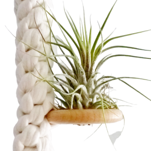 Kwietnik makrama wiszący - Oplątwa(Air plant) -Ecru