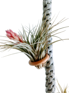 Kwietnik makrama wiszący - Oplątwa(Air plant)- Szary